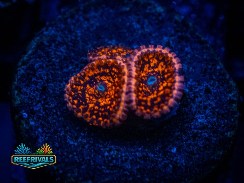 Nightmare 2.0 Zoa coral image from ReefRivals, listed as Zoanthus sp. and Zoas