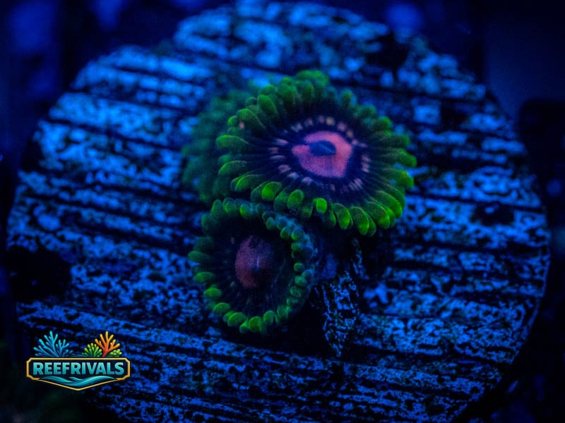 ARC Scarlet Fever Zoa coral image from ReefRivals, listed as Zoanthus sp. and Zoas