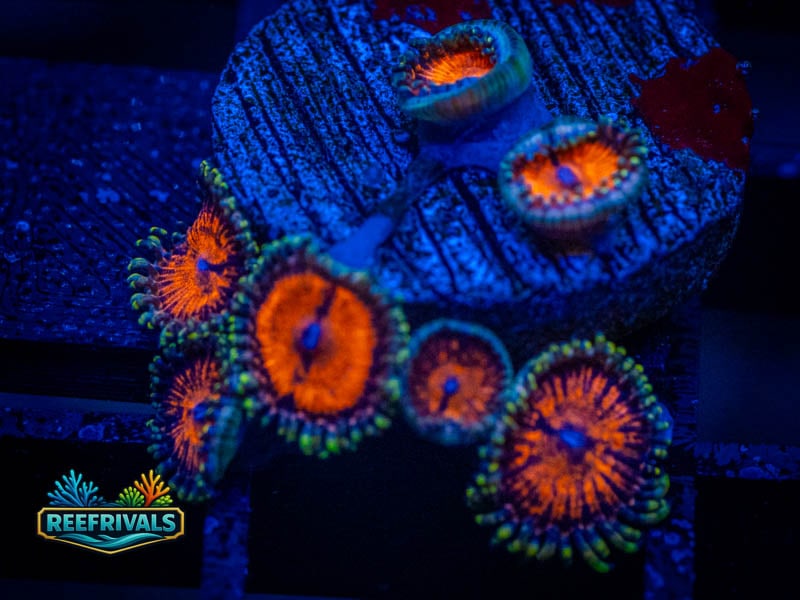 TSA Bloodsucker Zoa coral image from ReefRivals, listed as Zoanthus sp. and Zoas