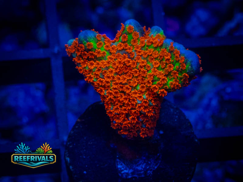 QCC Forest Fire Monti coral image from ReefRivals, listed as Montipora sp. and Montis