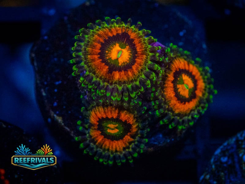 TSA Rainbow Incinerator Zoa coral image from ReefRivals, listed as Zoanthus sp. and Zoas