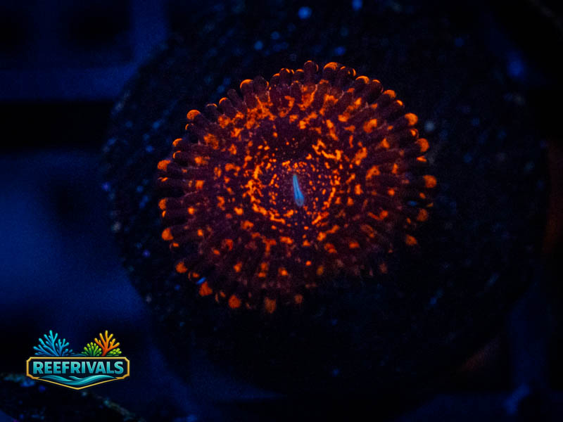 RVL Nightmare 2.0 Zoa coral image from ReefRivals, listed as Zoanthus sp. and Zoas