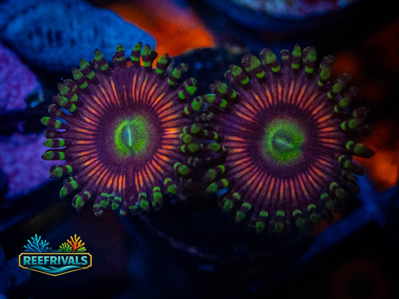 WWC Candy Apple Zoa coral image from ReefRivals, listed as Zoanthus sp. and Zoas