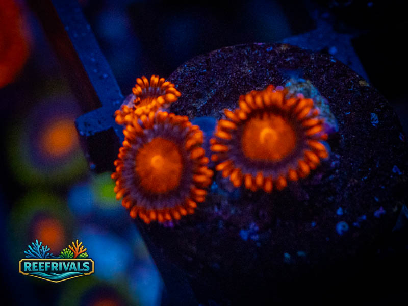RS Bam Bam Zoa coral image from ReefRivals, listed as Zoanthus sp. and Zoas