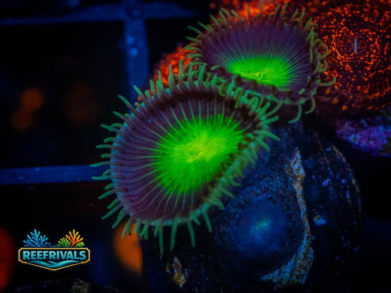 WWC Ogre Eye Palythoa WYSIWYG coral image | ReefRivals WWC Ogre Eye Palythoa coral image from ReefRivals, listed as Zoanthus sp. and Zoas