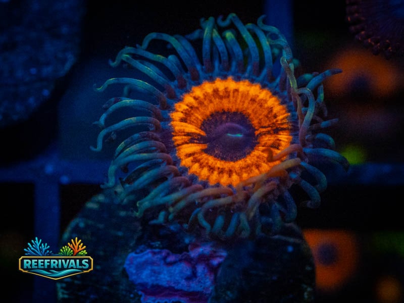 TG Devil's Armor Zoa coral image from ReefRivals, listed as Zoanthus sp. and Zoas