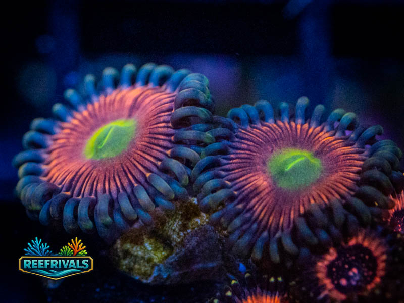 CB Rainbow Infusion Zoa coral image from ReefRivals, listed as Zoanthus sp. and Zoas