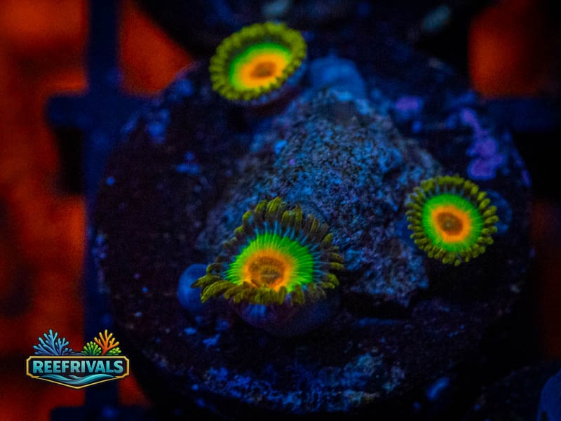 TSA Rasta Zoa coral image from ReefRivals, listed as Zoanthus sp. and Zoas