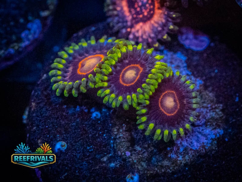 WWC Peacock Nipple Zoa coral image from ReefRivals, listed as Zoanthus sp. and Zoas