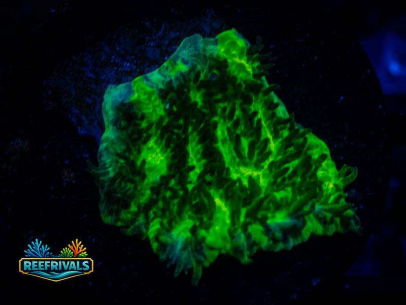 TSA Lemon Lime Hydnophora coral image from ReefRivals, listed as Hydnophora sp. and SPS Branching