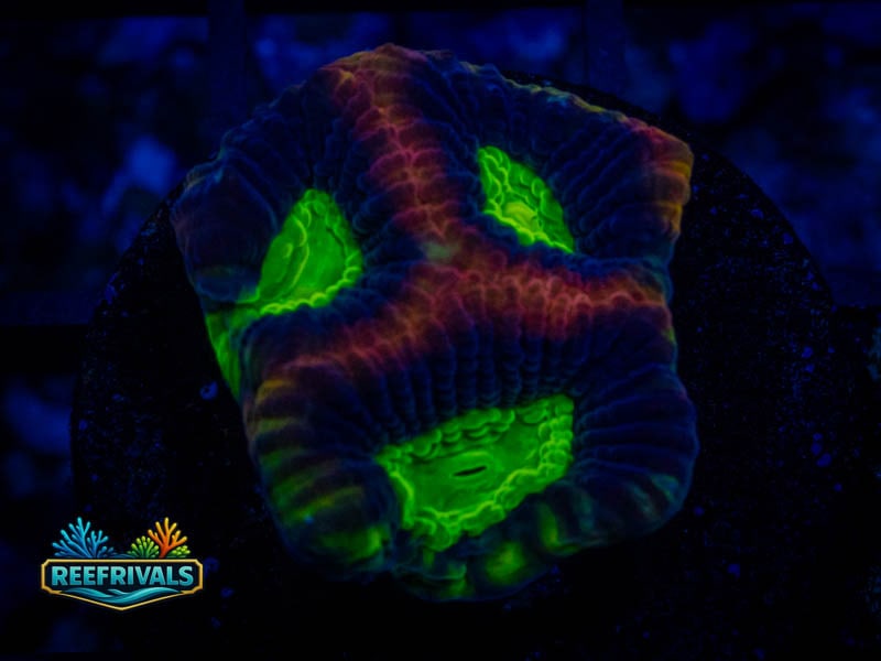 TSA Dragon Soul Favia coral image from ReefRivals, listed as Favia sp. and Favias
