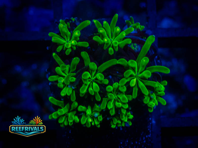 WWC Lemonade Galaxea coral image from ReefRivals, listed as Galaxea sp. and SPS Plating