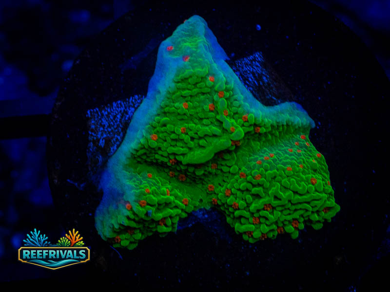 TSA Seasons Greetings Monti coral image from ReefRivals, listed as Montipora sp. and Montis