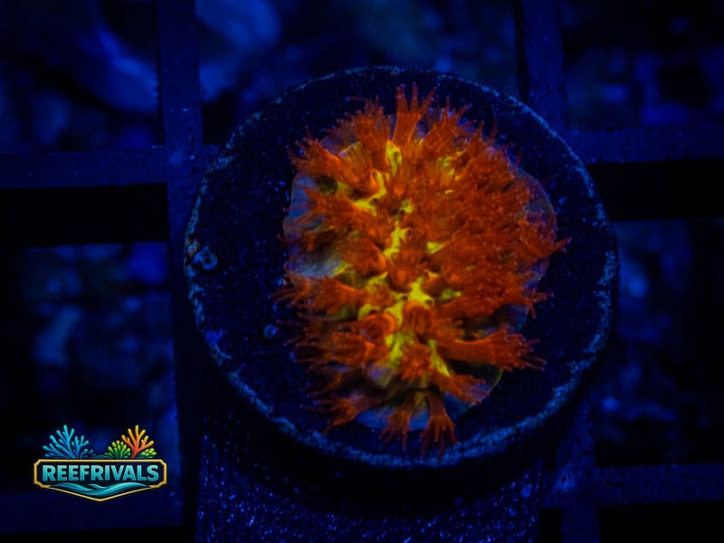 JF Burning Banana Stylo coral image from ReefRivals, listed as Stylocoeniella spp. and SPS Branching
