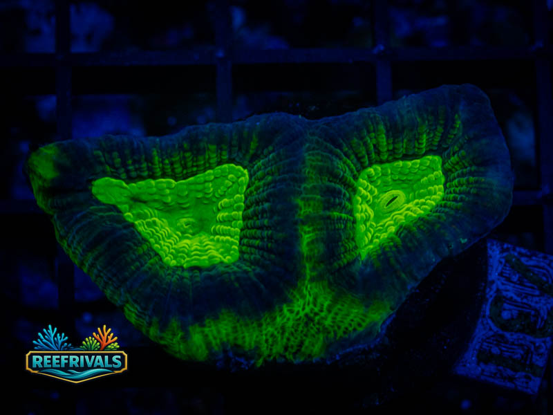 RVL Disco Favia coral image from ReefRivals, listed as Favia sp. and Favias