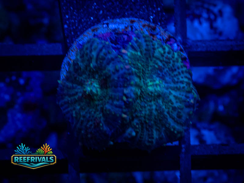 Blue Rhodactic Mushroom WYSIWYG coral image | ReefRivals Blue Rhodactic Mushroom coral image from ReefRivals, listed as Discosoma sp. and Mushrooms