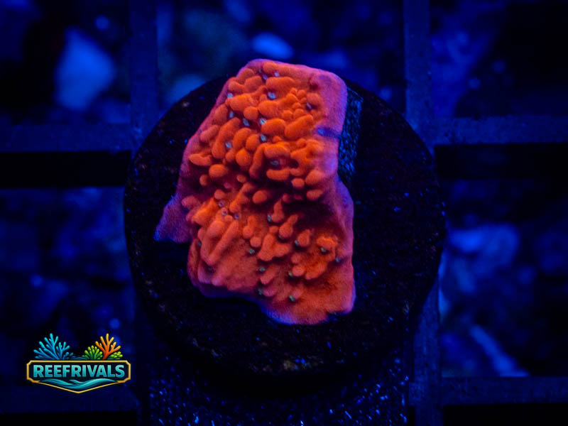 JF Snowcap Monti coral image from ReefRivals, listed as Montipora sp. and Montis