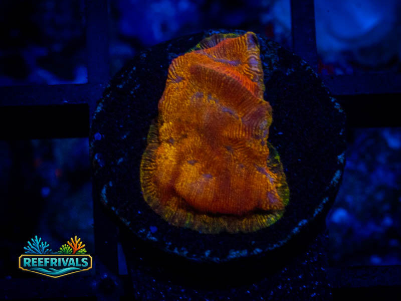 RVL 24K Lepto coral image from ReefRivals, listed as Leptoseris sp. and Encrusting