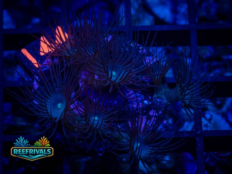 ECC Yellow Polyp coral image from ReefRivals, listed as Zoanthus sp. and Zoas