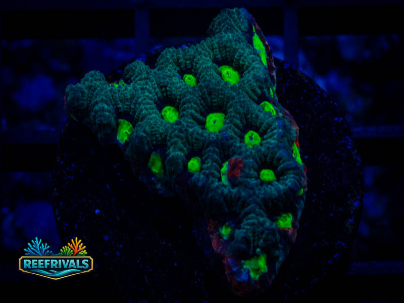 RVL Green Eyed Favia coral image from ReefRivals, listed as Favia sp. and Favias