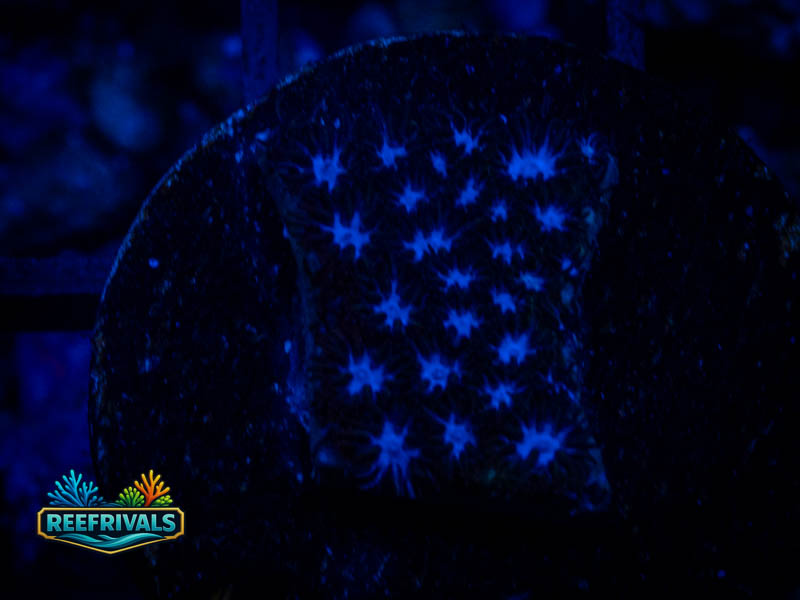 VA Blue Steel Leptastrea coral image from ReefRivals, listed as Leptastrea sp. and Encrusting