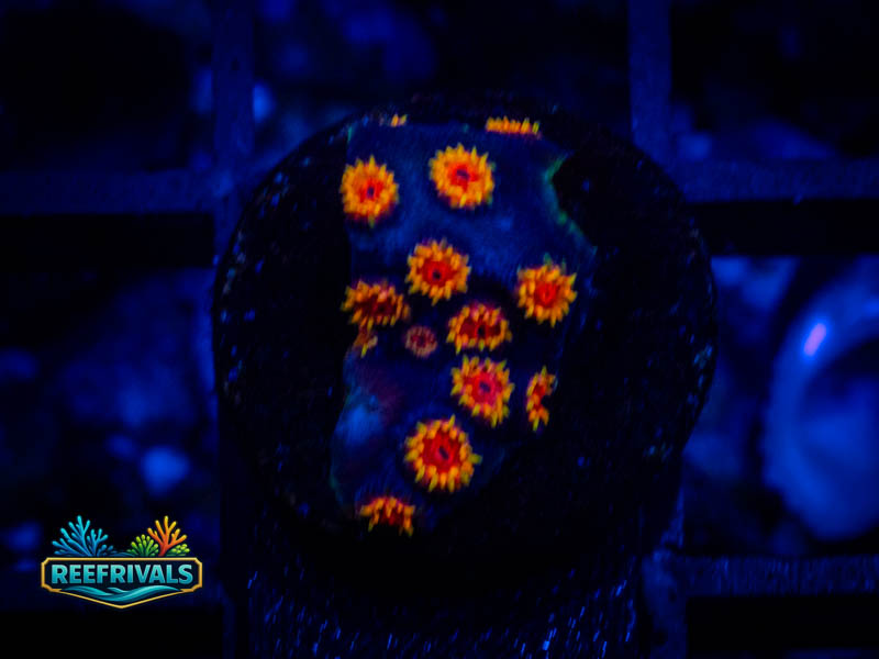 TG Bizarro Cyphastrea coral image from ReefRivals, listed as Cyphastrea sp. and Encrusting