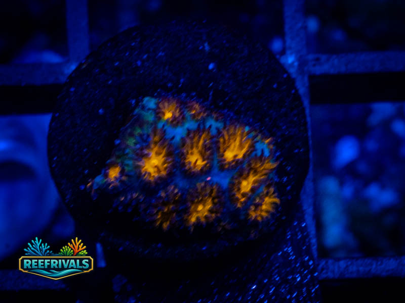 TG Spitfire Leptastrea coral image from ReefRivals, listed as Leptastrea sp. and Encrusting