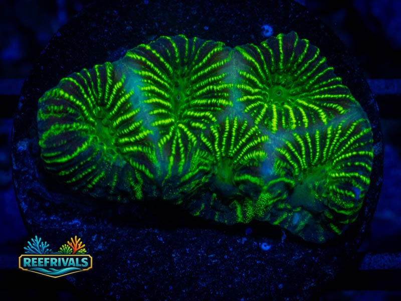 JF High Voltage Platy coral image from ReefRivals, listed as Platygyra sp. and Encrusting