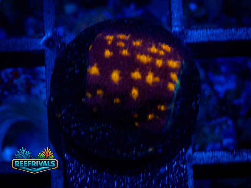 ARC Spooky Psammocora WYSIWYG coral image | ReefRivals ARC Spooky Psammocora coral image from ReefRivals, listed as Psammocora sp. and Soft Coral