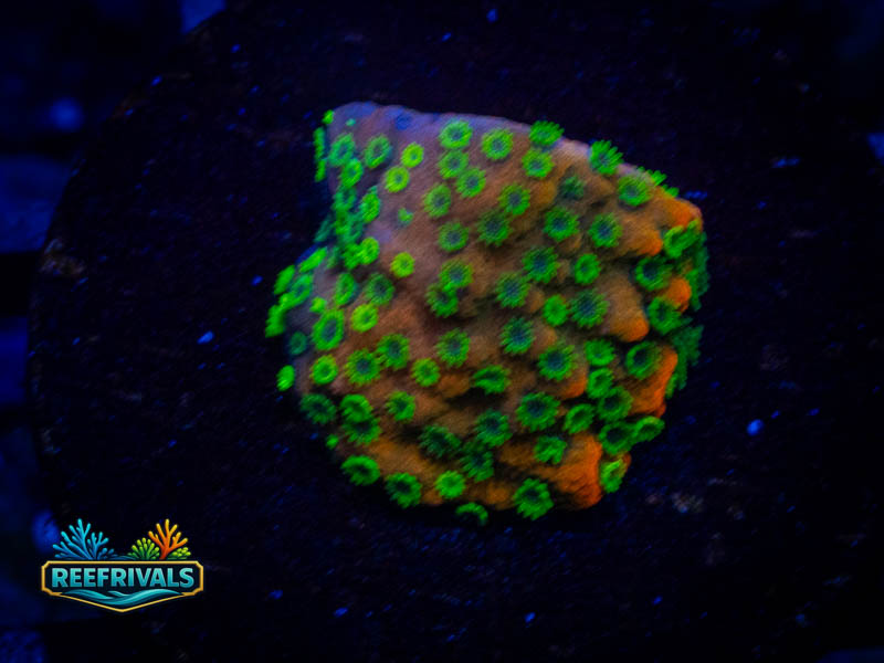 SC Sunset Monti coral image from ReefRivals, listed as Montipora sp. and Montis