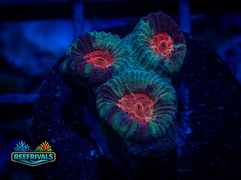 TSA Christmas Favia coral image from ReefRivals, listed as Favia sp. and Favias