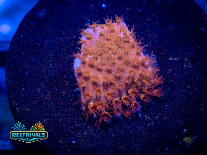 RVL Sunnyside Stylo coral image from ReefRivals, listed as Stylocoeniella spp. and Encrusting