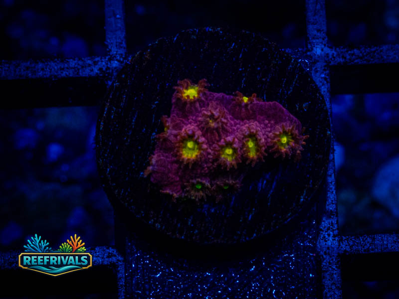 CB Bling Bling Cyphastrea coral image from ReefRivals, listed as Cyphastrea sp. and Encrusting