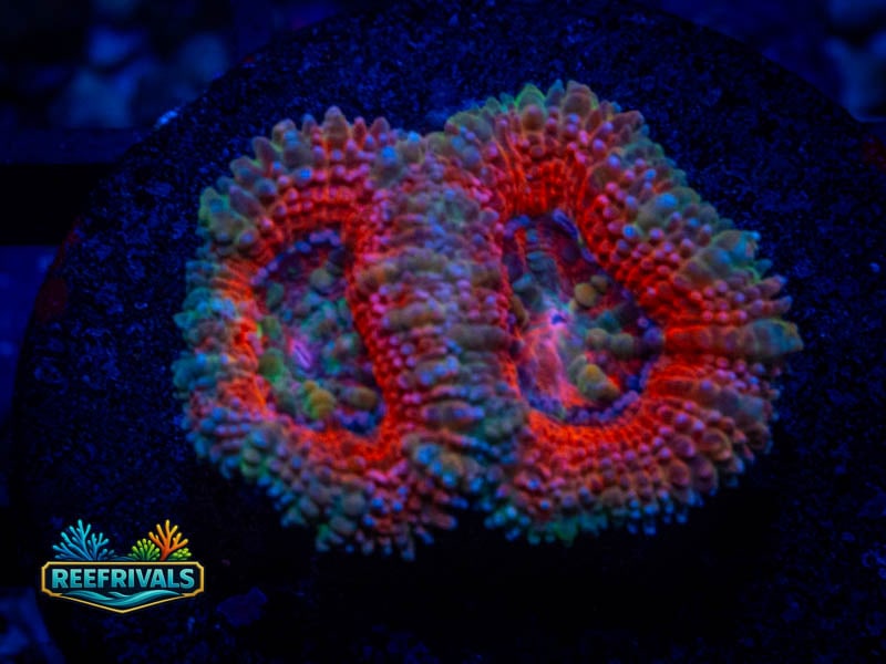 TG Ultra Acan coral image from ReefRivals, listed as Micromussa sp. and Acans
