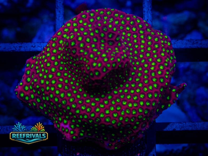 WWC Electric Daisy Stylo coral image from ReefRivals, listed as Stylocoeniella spp. and Encrusting