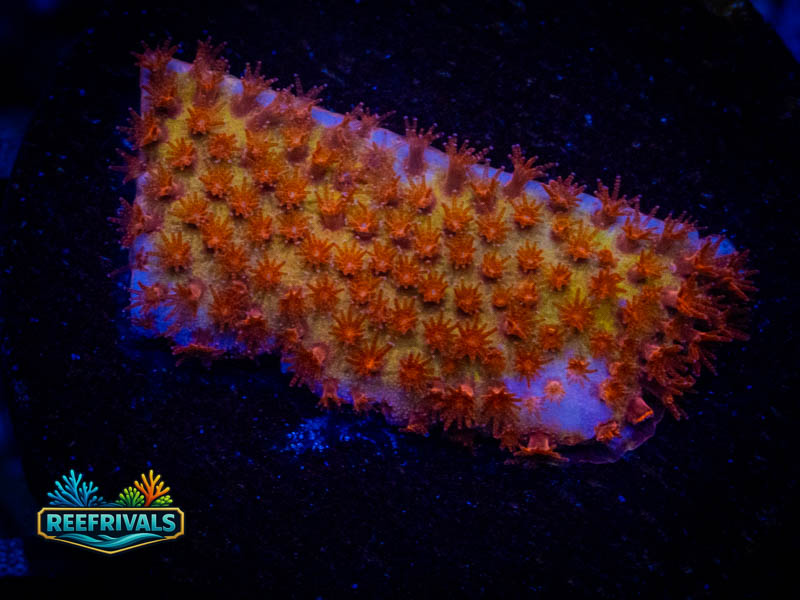 JF Burning Banana Stylo WYSIWYG coral image | ReefRivals JF Burning Banana Stylo coral image from ReefRivals, listed as Stylocoeniella spp. and Encrusting