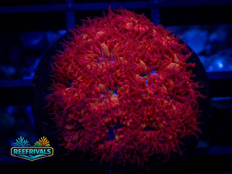 ECC Blue Raven Blasto WYSIWYG coral image | ReefRivals ECC Blue Raven Blasto coral image from ReefRivals, listed as Blastomussa sp. and LPS Fleshy