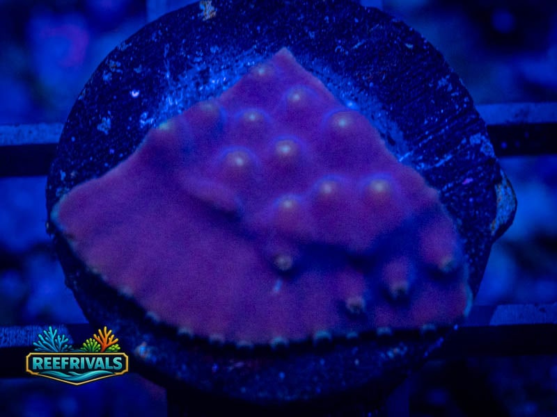 TSA LA Lakers Scroll coral image from ReefRivals, listed as Turbinaria sp. and SPS Plating