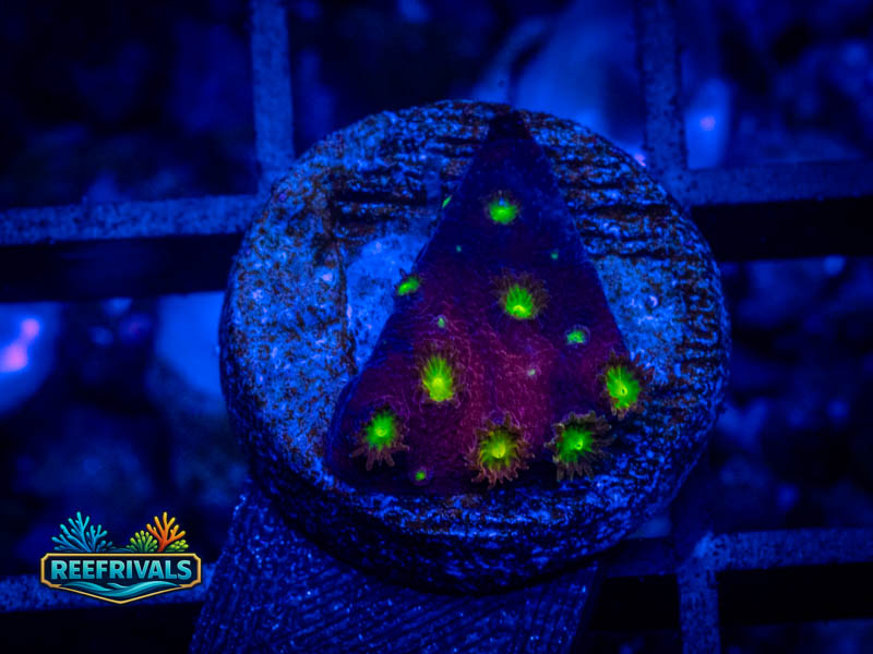 CB Bling Bling coral image from ReefRivals, listed as Cyphastrea sp. and SPS Branching