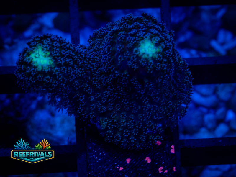 TSA Blueberry Stylo coral image from ReefRivals, listed as Stylophora sp. and Soft Coral