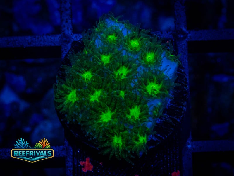 WWC Neon Leptastrea coral image from ReefRivals, listed as Leptastrea sp. and Encrusting