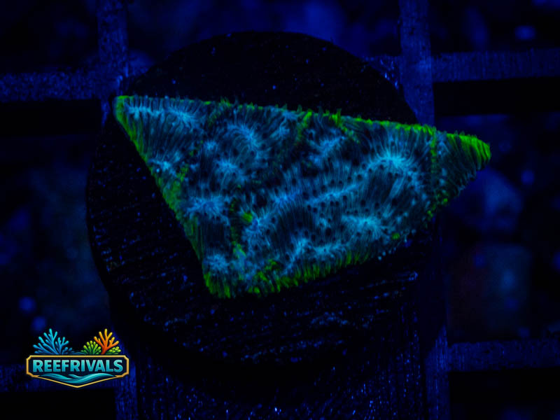 ARC Mr. Freeze Lepto coral image from ReefRivals, listed as Leptoseris sp. and Encrusting