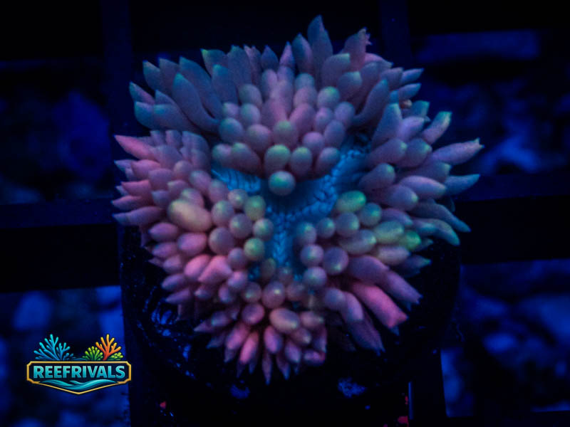 TG Strawberries and Cream Goni coral image from ReefRivals, listed as Goniopora sp. and Gonis
