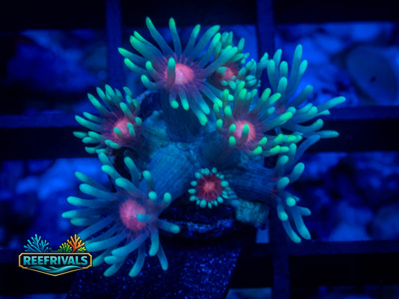 WWC North Star Goni coral image from ReefRivals, listed as Goniopora sp. and Gonis