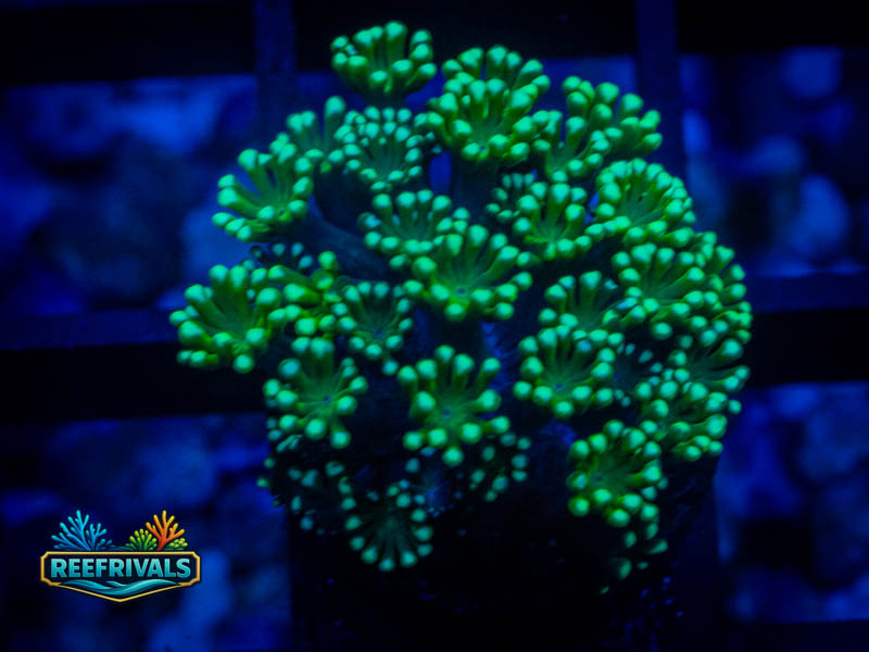 CA Aussie Spearmint Alveopora WYSIWYG coral image | ReefRivals CA Aussie Spearmint Alveopora coral image from ReefRivals, listed as Alveopora sp. and LPS Fleshy