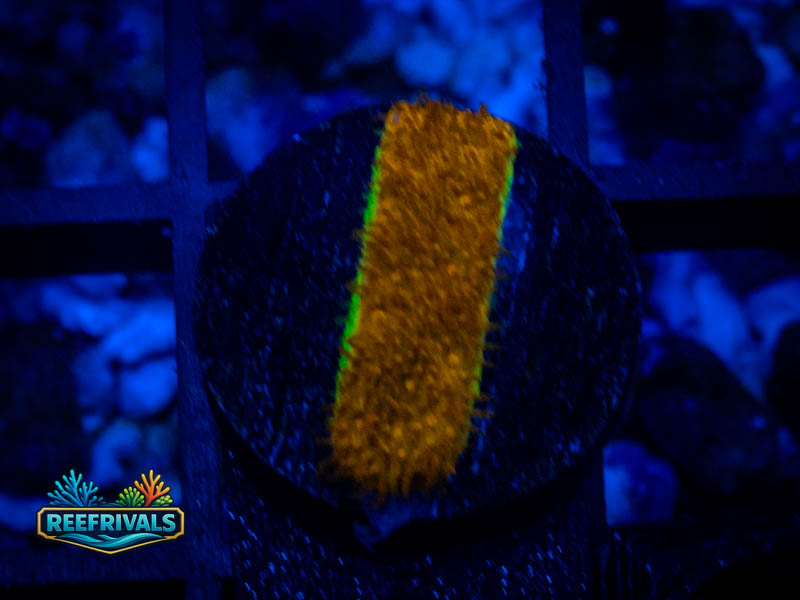 TSA Watermelon Psammocora WYSIWYG coral image | ReefRivals TSA Watermelon Psammocora coral image from ReefRivals, listed as Psammocora sp. and Soft Coral