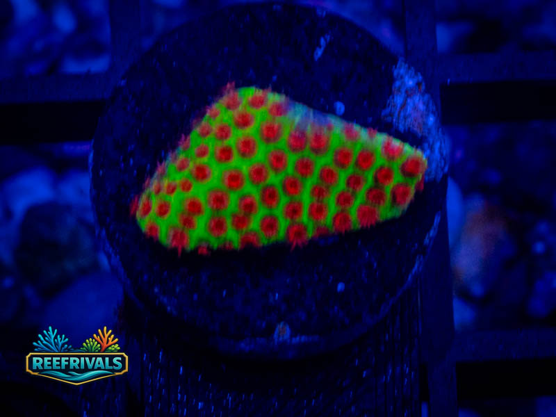 ARC Grinch Porites coral image from ReefRivals, listed as Porites sp. and SPS Branching
