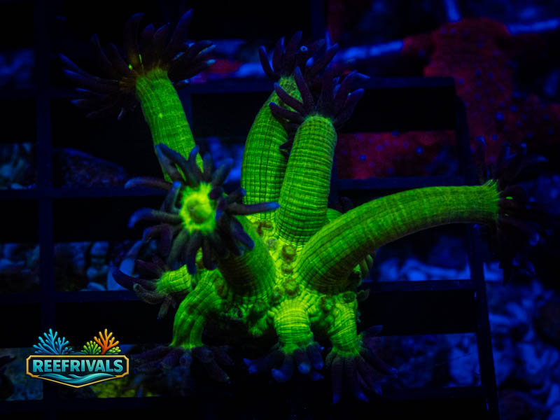 WWC Shadow Flame Goni coral image from ReefRivals, listed as Goniopora sp. and Gonis