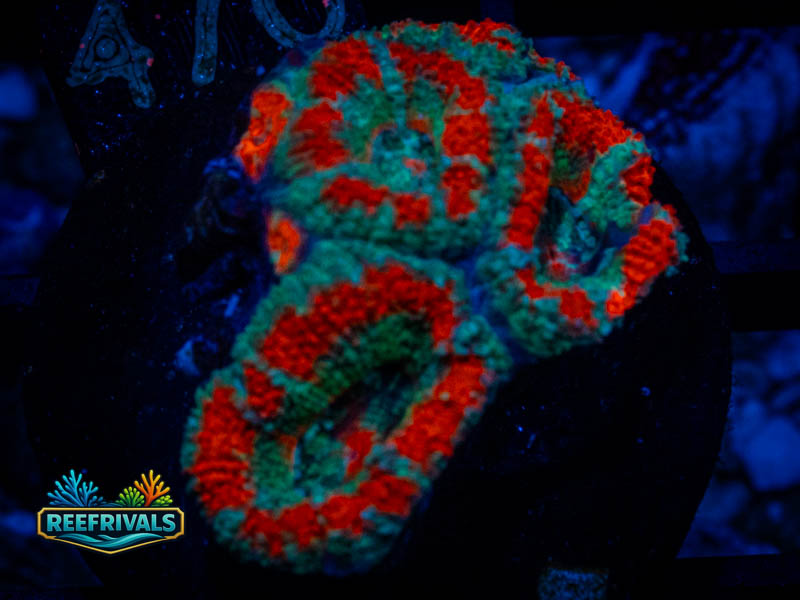 RVL Teal Acan coral image from ReefRivals, listed as Micromussa sp. and Acans