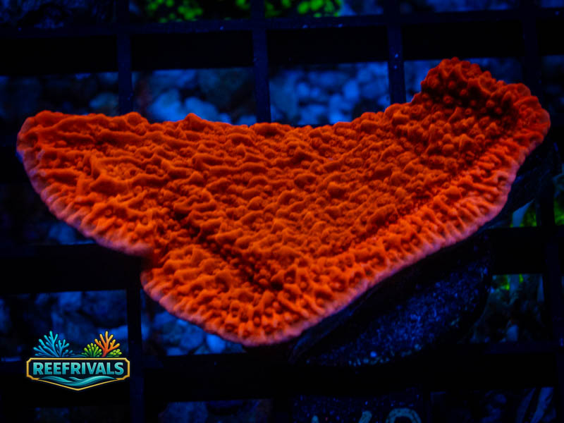 RVL Red Cap Monti coral image from ReefRivals, listed as Montipora sp. and Montis